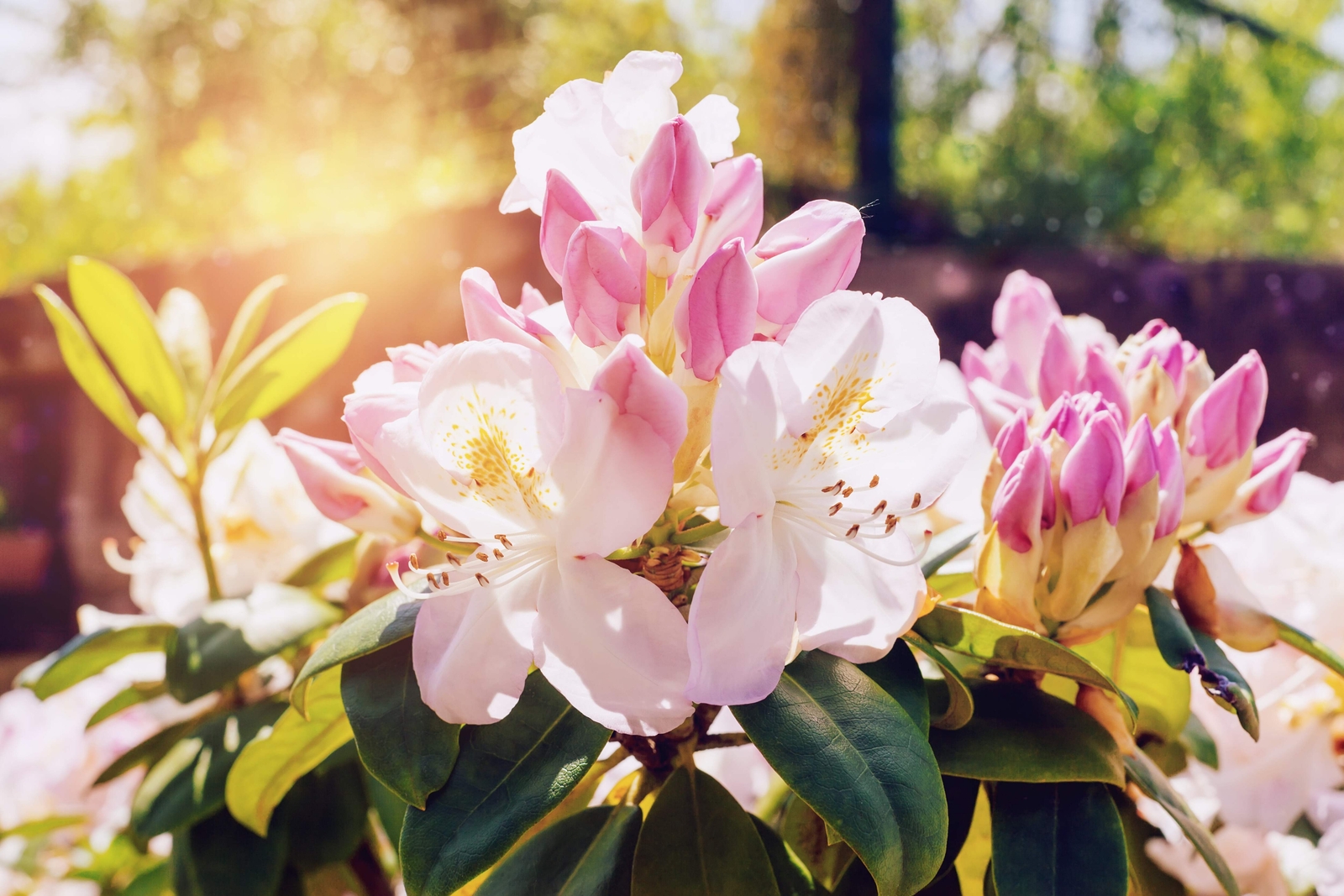 50 Rosebay RHODODENDRON Maximum White Pink Laurel Bush Shrub Flower Seeds