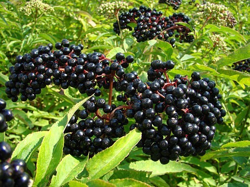 Elderberry Seeds (30) / Medicinal / Culinary / Tree / Sambucus canadensis
