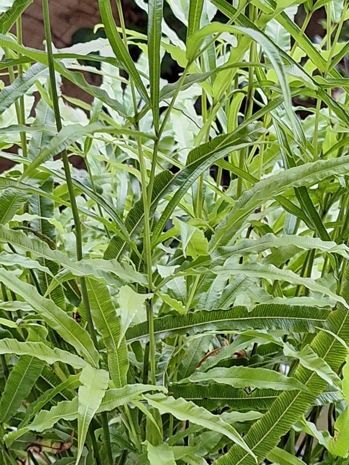 Ribbon fern 1002 (SEEDS) spores, hardy to 10 degrees, beake fern, Pteris cretica
