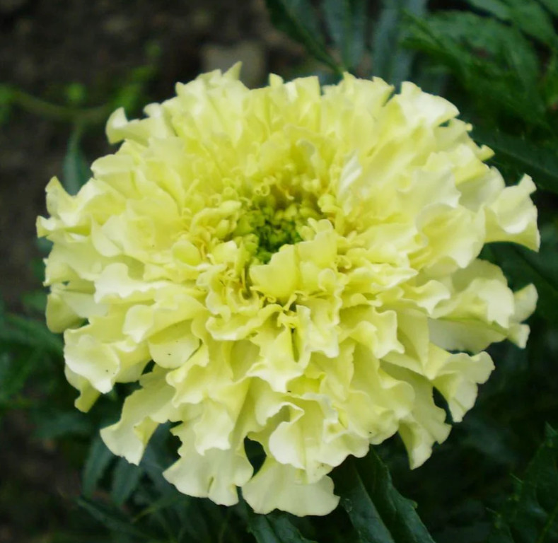 African Marigold KILIMANJARO MIX White, Yellow, Cream Tall Non-GMO 100 Seeds!