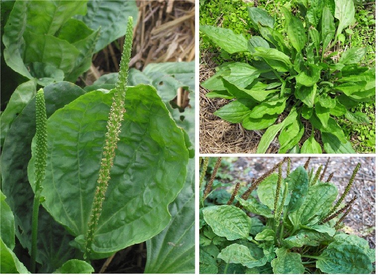 5 Wild Broadleaf plantain live bare root Herbal Edible Medicinal Hardy Perennial
