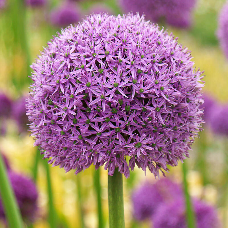Giant Garlic, Gladiator Allium Bulbs Fresh harvest healthy USA garlic Bulbs