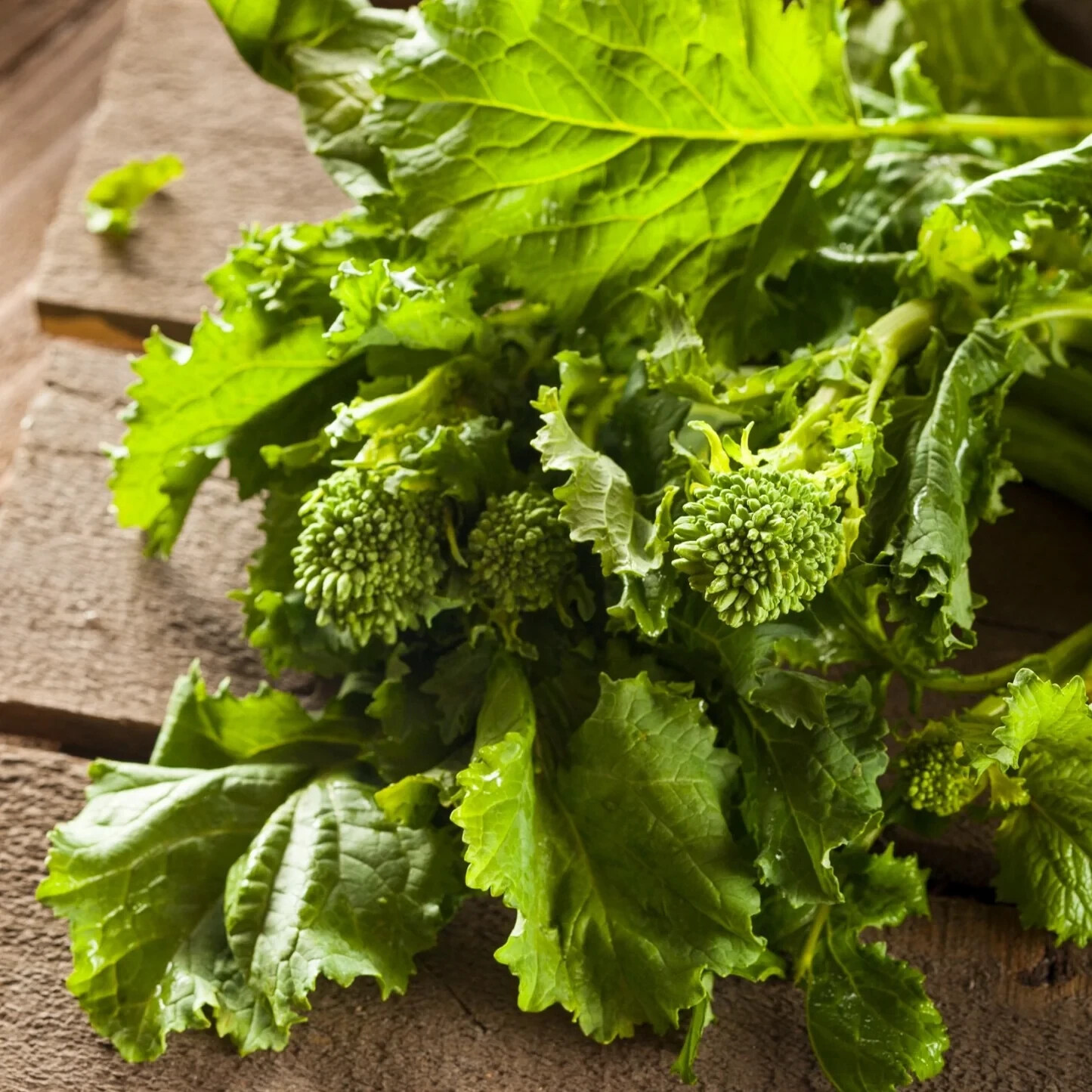 Broccoli Raab organic seed NON-GMO heirloom open pollinated