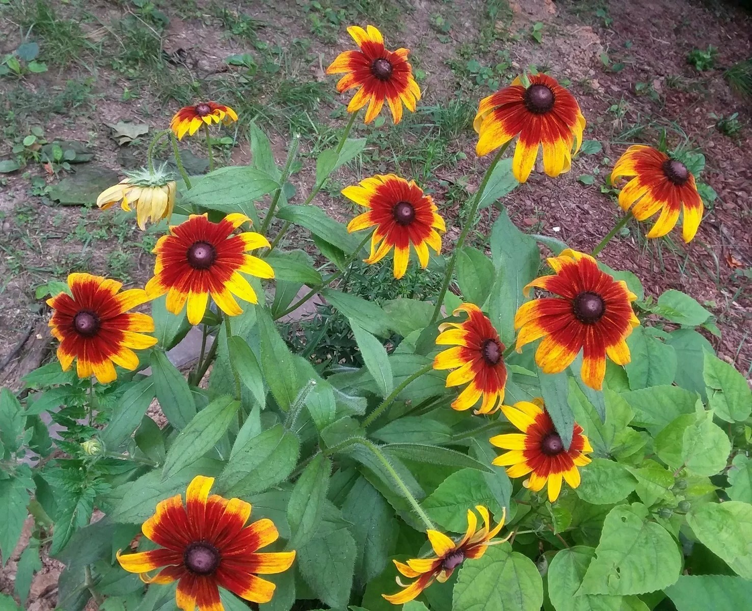 300+Native Perennial Large Daisy Seeds(Rudbeckia Hirta Gloriosa)Gold,Orange,Red.