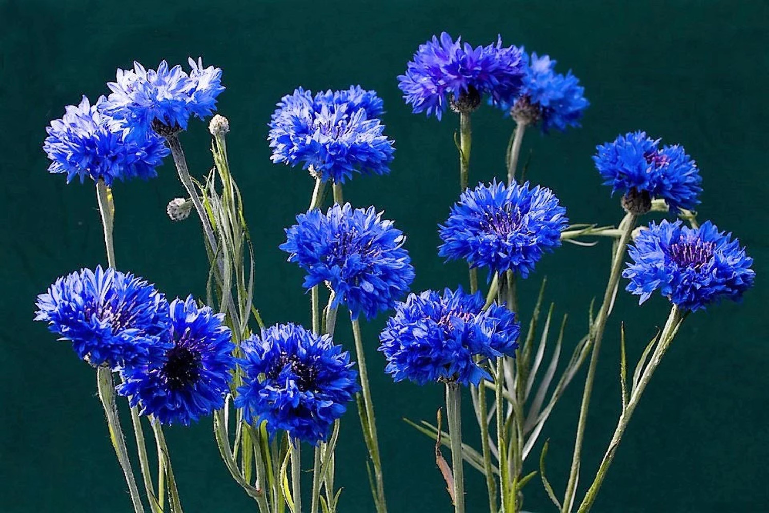 1000 Dwarf Blue BACHELORS BUTTON CORNFLOWER Centaurea Cyanus Flower Seeds