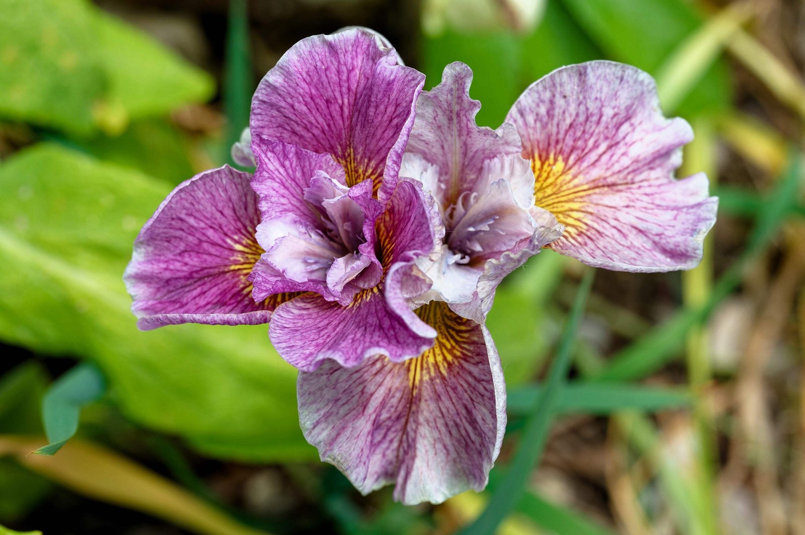 20 MIXED SIBERIAN IRIS Sibirica Iris Bicolor Blue Red White Purple Flower Seeds