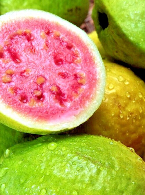 20 Lemon Apple Guava Tree Fruit Seeds ‘Ruby Supreme’ Plant (Psidium guajava)