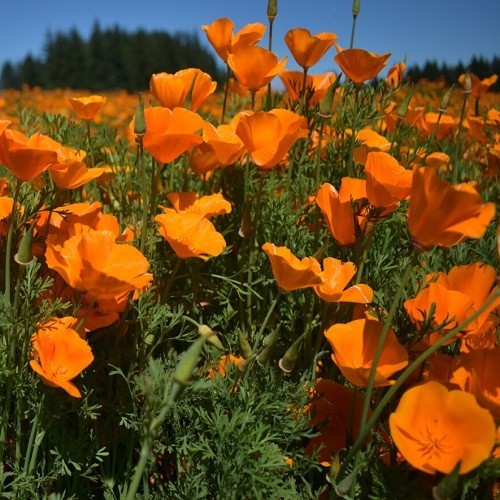 Classic Orange California Poppies Eschscholzia californica Fresh Ready To Plant