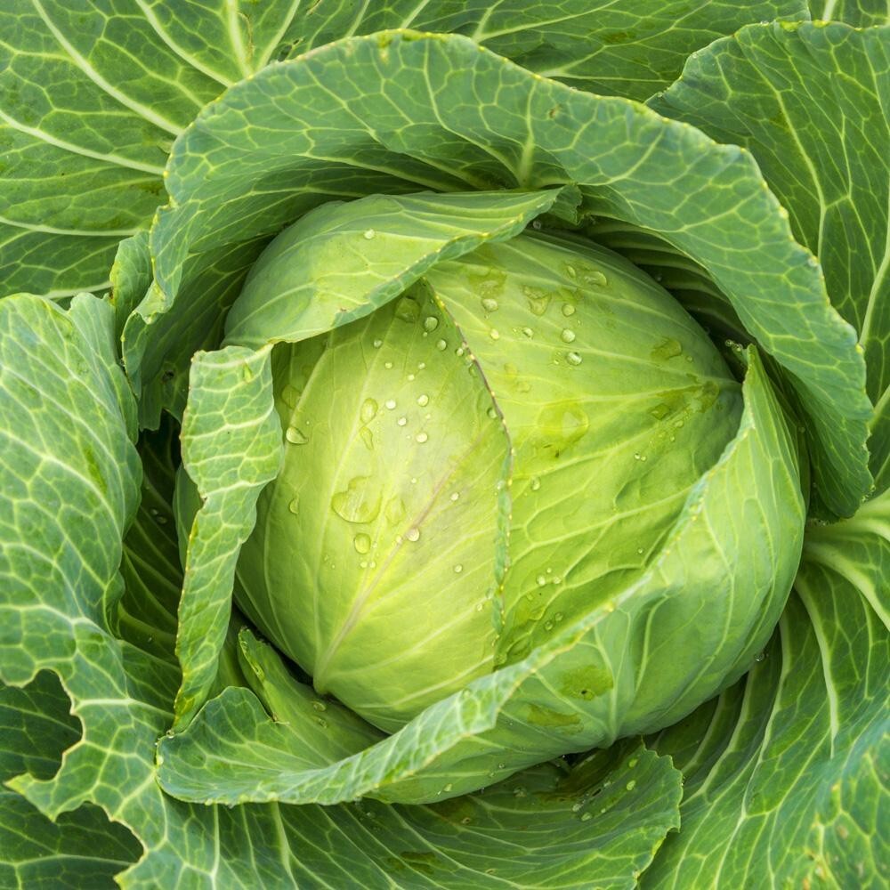 800+ Golden Acre Green Cabbage Seeds