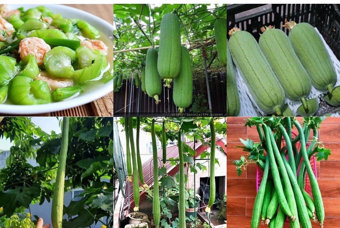 Luffa Gourd Seeds Loofah Mướp Siêu Dài 20ct And Mướp Béo Tứ Quý 5 Seeds Taiwan