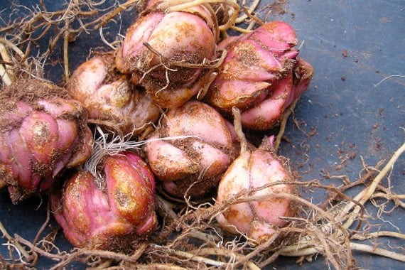 3 STAR GAZER Oriental Lily Bulbs Spring Planting ~Fragrant Summer Blooms~ Hardy