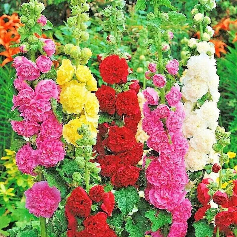120+ HOLLYHOCK MIX SEEDS – HUGE FLOWERS – BEES BUTTERFLIES —————- RARE