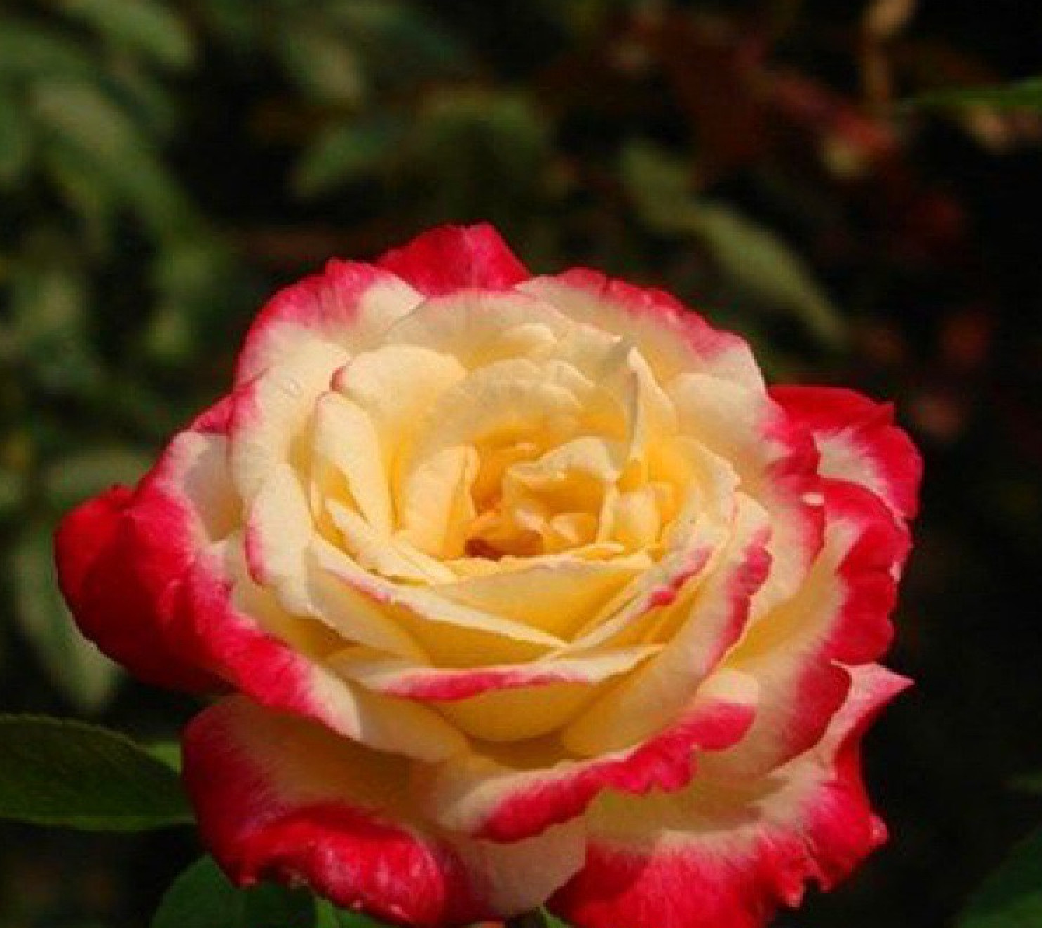 20 SEEDS for CLASSIC RED YELLOW Rose flower hybrid Bush exotic plant USA Seller