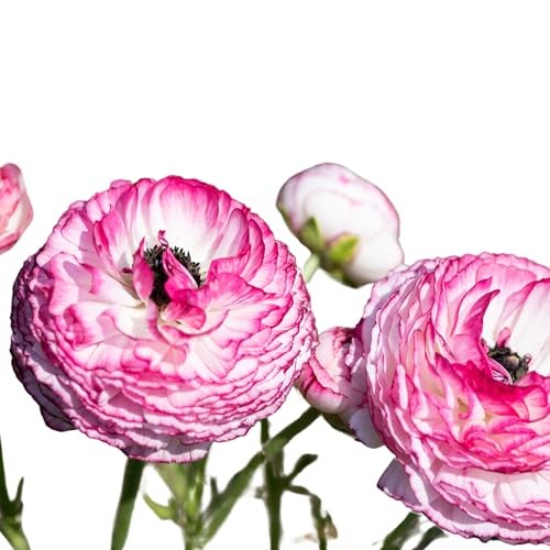 Ranunculus Bulbs – Picotee Pink – Beautiful Pink and White Flowers – Large 20