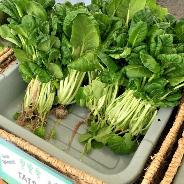 601+TAT SOI Cabbage Seeds Organic Spring Fall Vegetable Garden Containers Asian