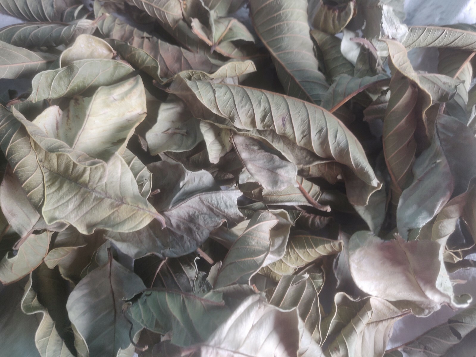 50 HOJAS DE GUAYABA ORGANICAS SECAS-50 ORGANIC DRY GUAVA LEAVES