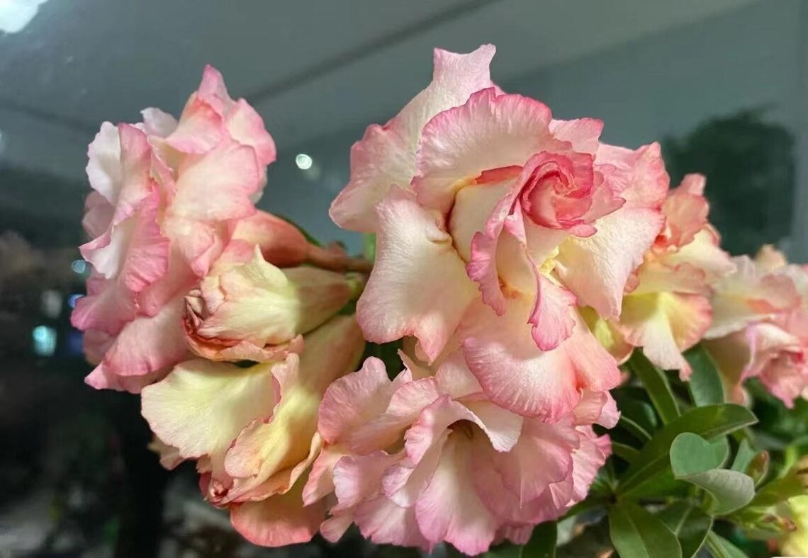 5Pcs Rare Yellow & Pink Desert Rose Seeds Garden Flower Decor-seed (5170)