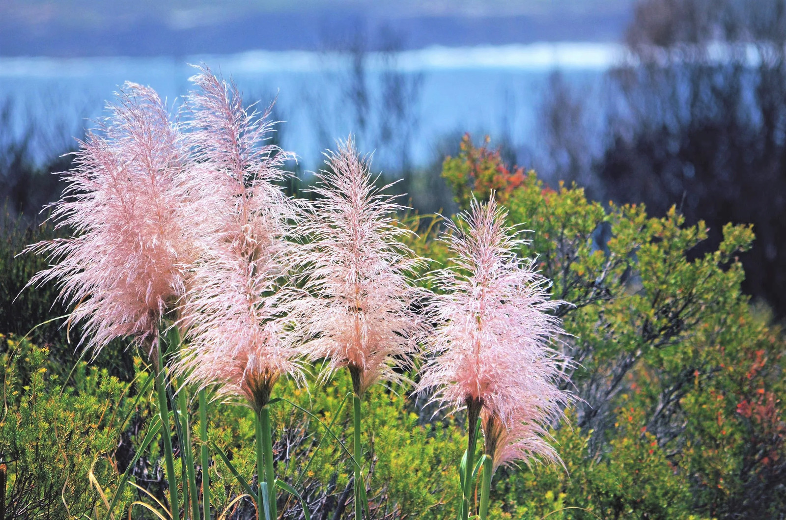 200 Ornamental PINK PAMPAS GRASS Cortaderia Selloana Rosea Seeds