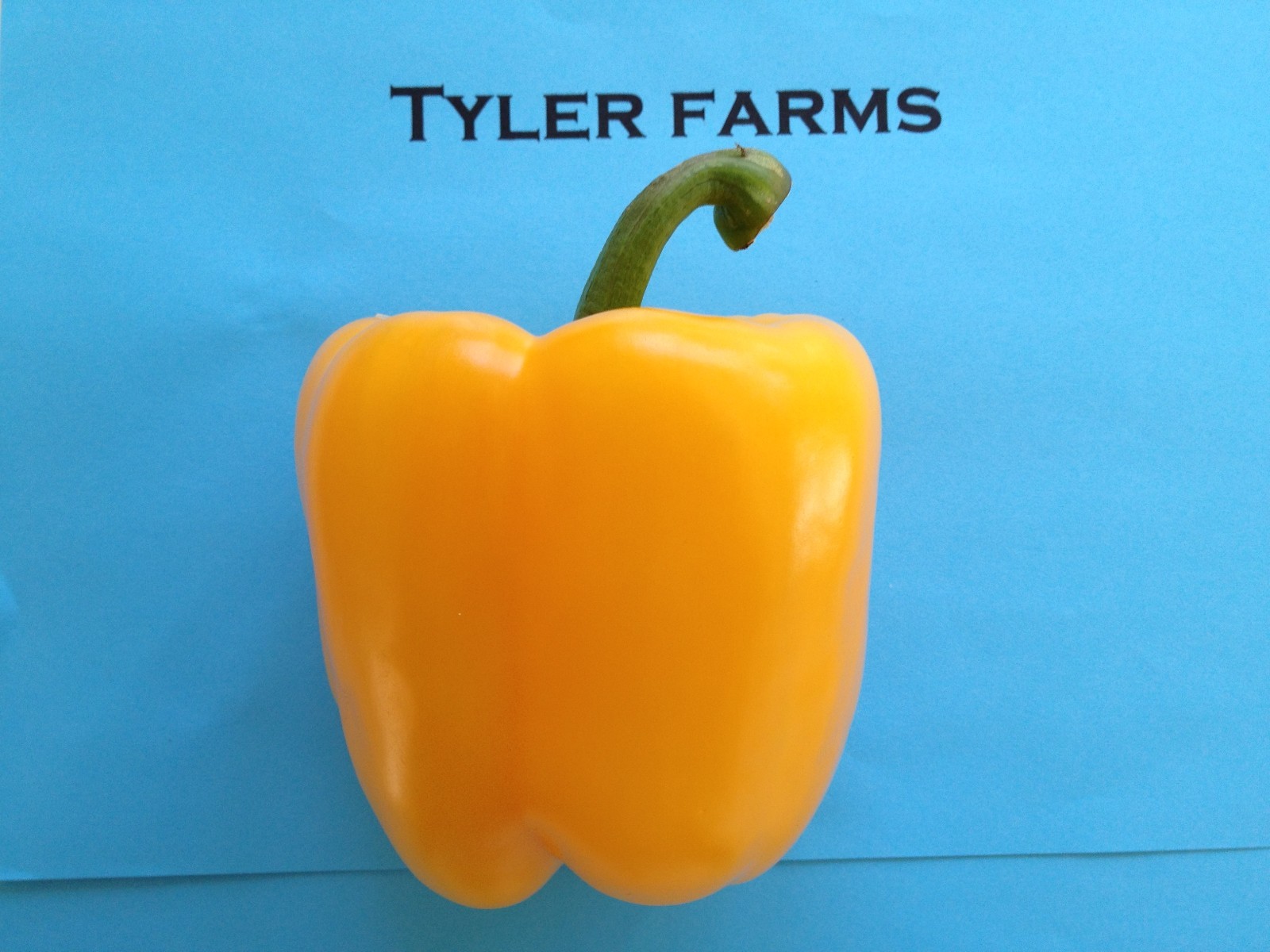 10+ Large Yellow Bell Pepper Seeds (chili, chile)