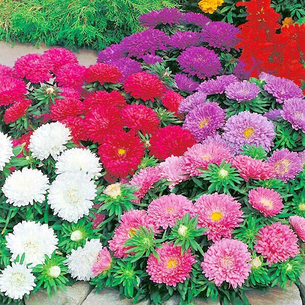 251+CHINA ASTER POWDER PUFF Mix Seeds Cut Flowers Summer Fall Garden Container