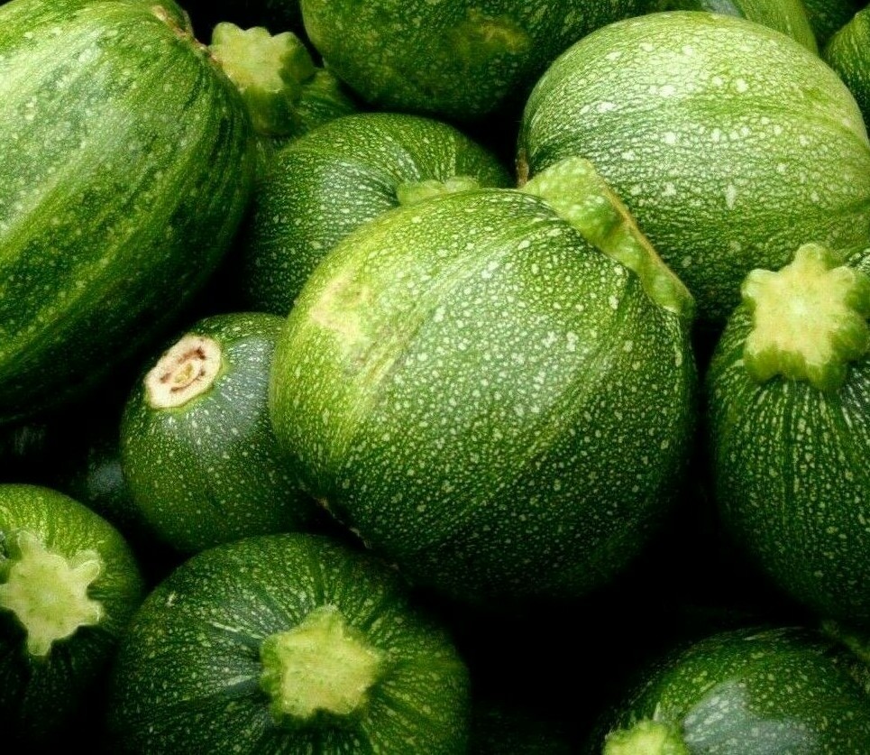 ROUND ZUCCHINI SEEDS 15+ SQUASH Vegetables COOKING culinary FREE SHIPPING