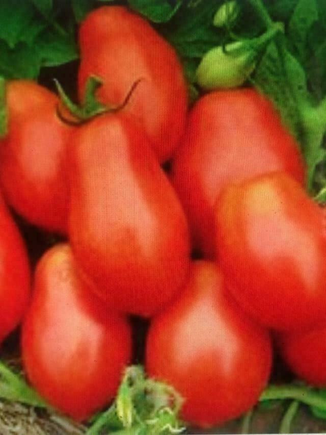 SCARBOROUGH SEEDS ORGANIC ROMA TOMATO 100 SEEDS HEIRLOOM NON-GMO OPEN-POLLINATED