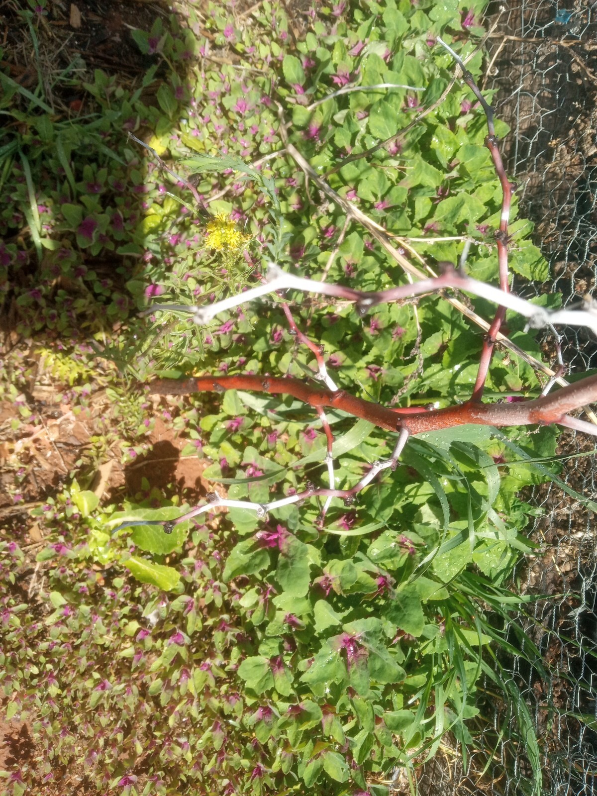 Lambsquarters Magenta Spreen , ~500 Seeds,Organic NonGmo grows 10ft tall