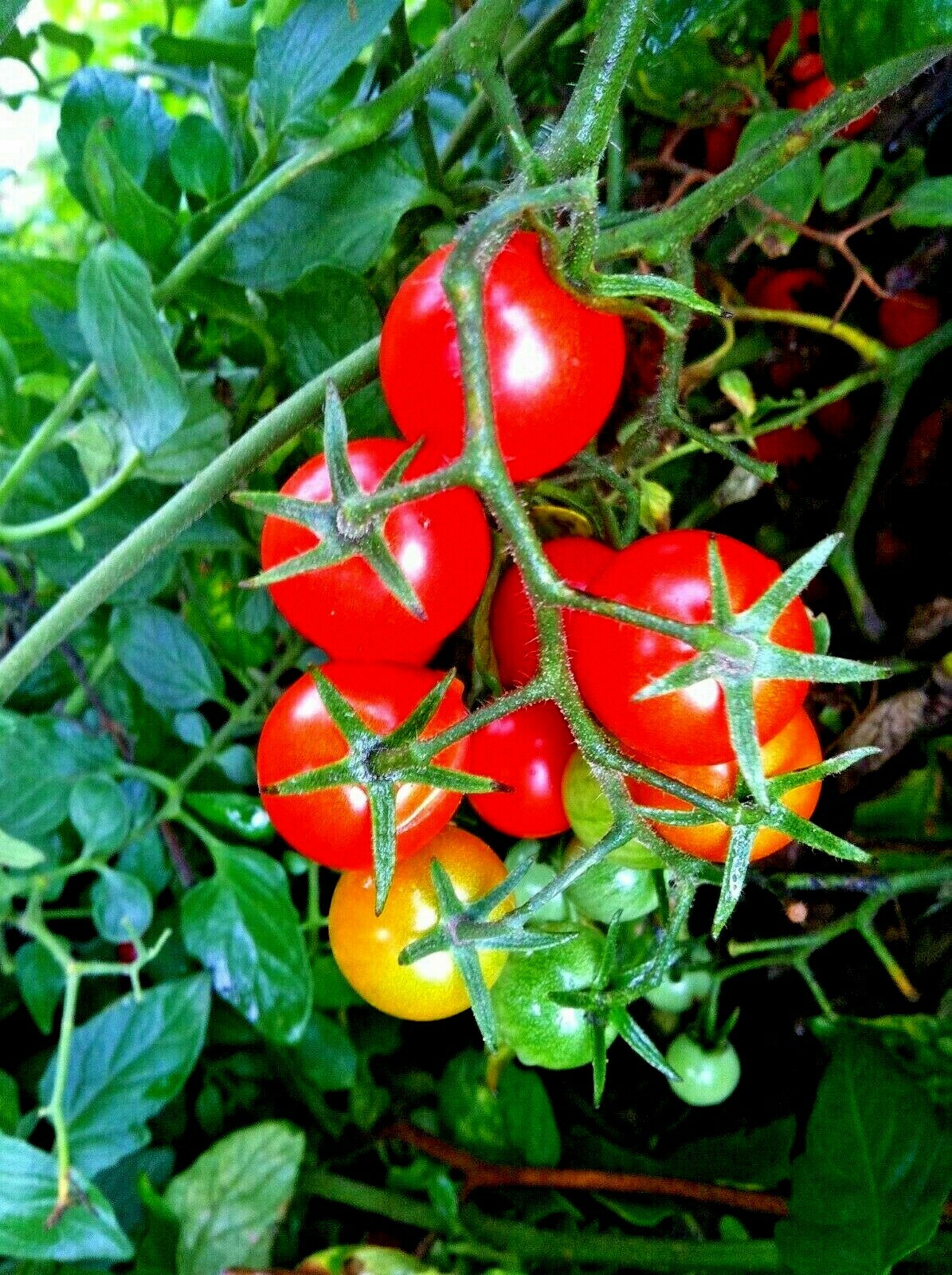 50+Bradley BUSH TOMATO Seeds Organic Compact 36″Tall Vegetable Garden Container