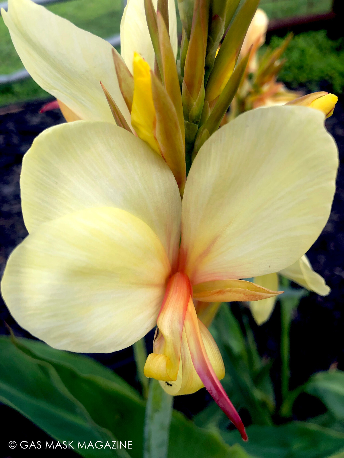Canna Lily Rhizome, Davia (Creamy Yellow Blooms)