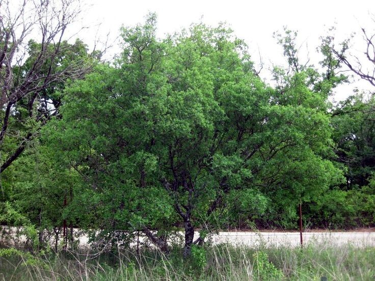 20 HERCULE’S CLUB TREE SEEDS (Zanthoxylum clava-herculis) Prickly Ash Fast Rare