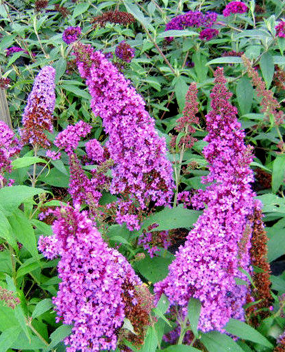 BUTTERFLY BUSH LAVENDER, 2000 SEEDS, BUDLEJA DAVIDII, beautifully scented bulk