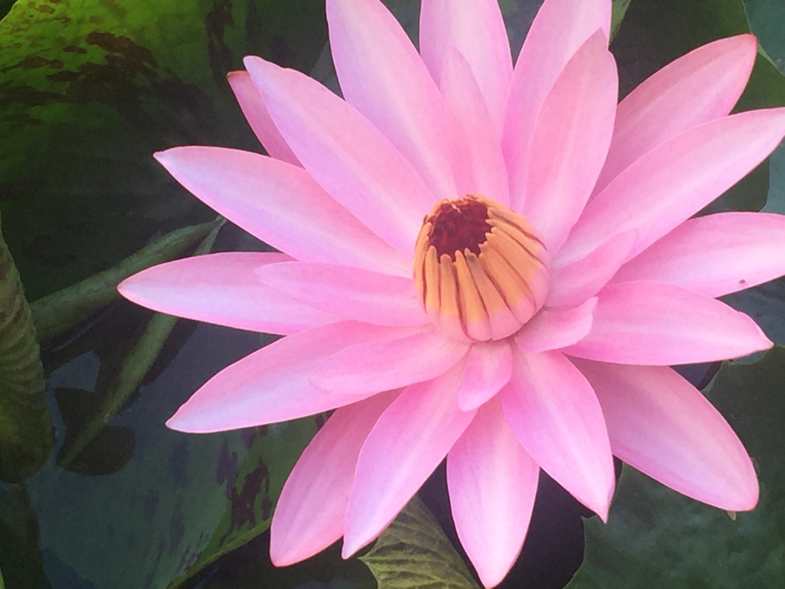 Fancy matured perennial water lilies for $45, yellow