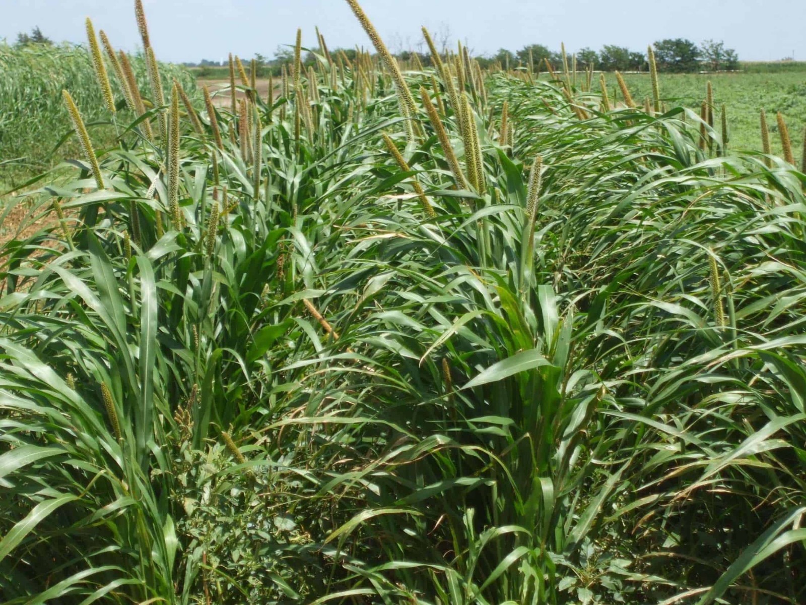 750 Pearl Millet Seeds High Protein Chicken Forage Cover Crop Non Gmo Free Ship
