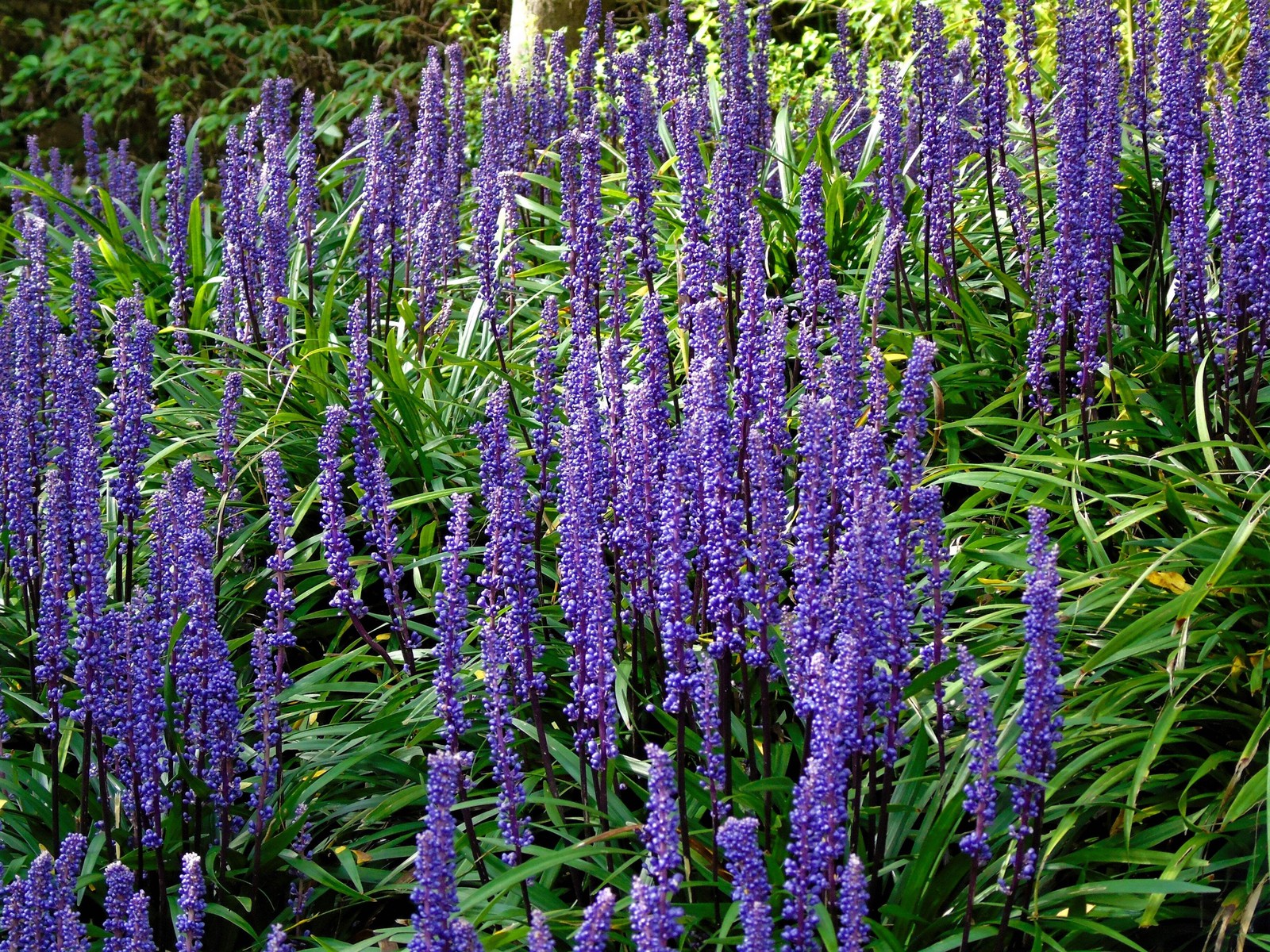 5 LILYTURF Liriope Muscari aka Big Blue Lily Turf / Monkey Grass Flower Seeds