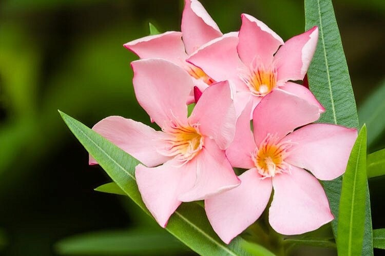 Oleander Nerium Salmon Pink new color seeds Plumeria-form