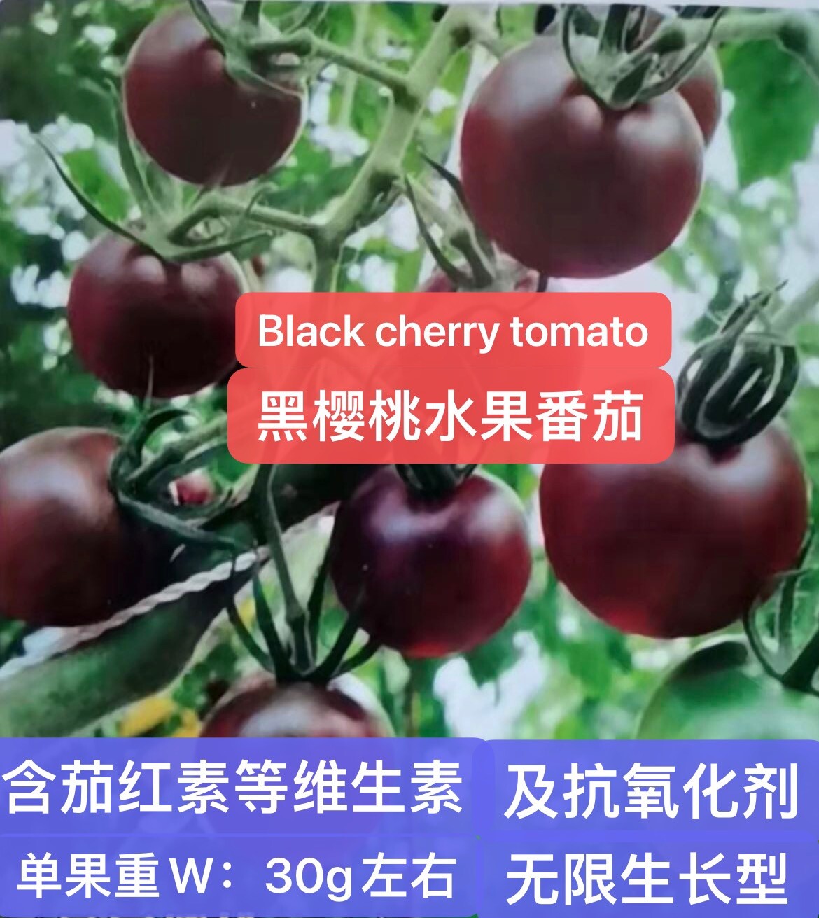 75Ct seeds set:Pink tomato,red& black cherry tomato75粒西红柿种子包：粉番茄，红&黑樱桃番茄各25粒2023