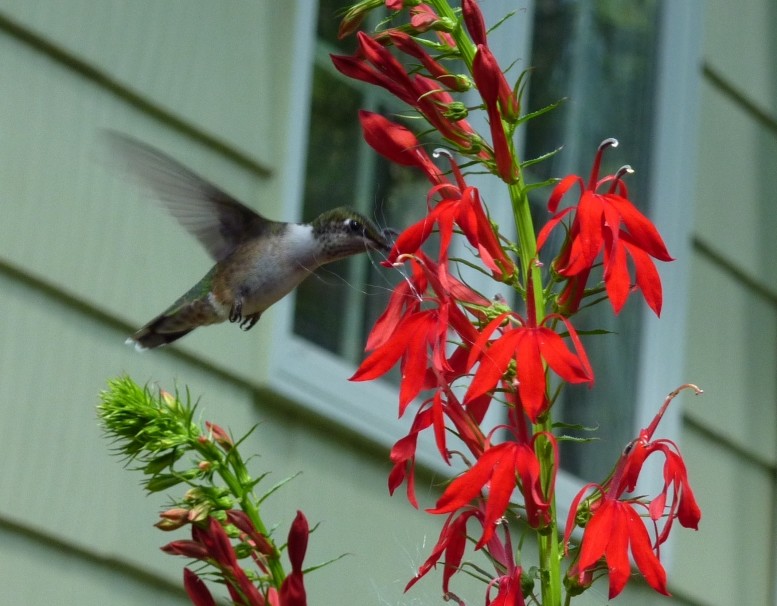 Cardinal Flower 3000+ SEEDS Lobelia cardinalis red flowers hummingbird favorite