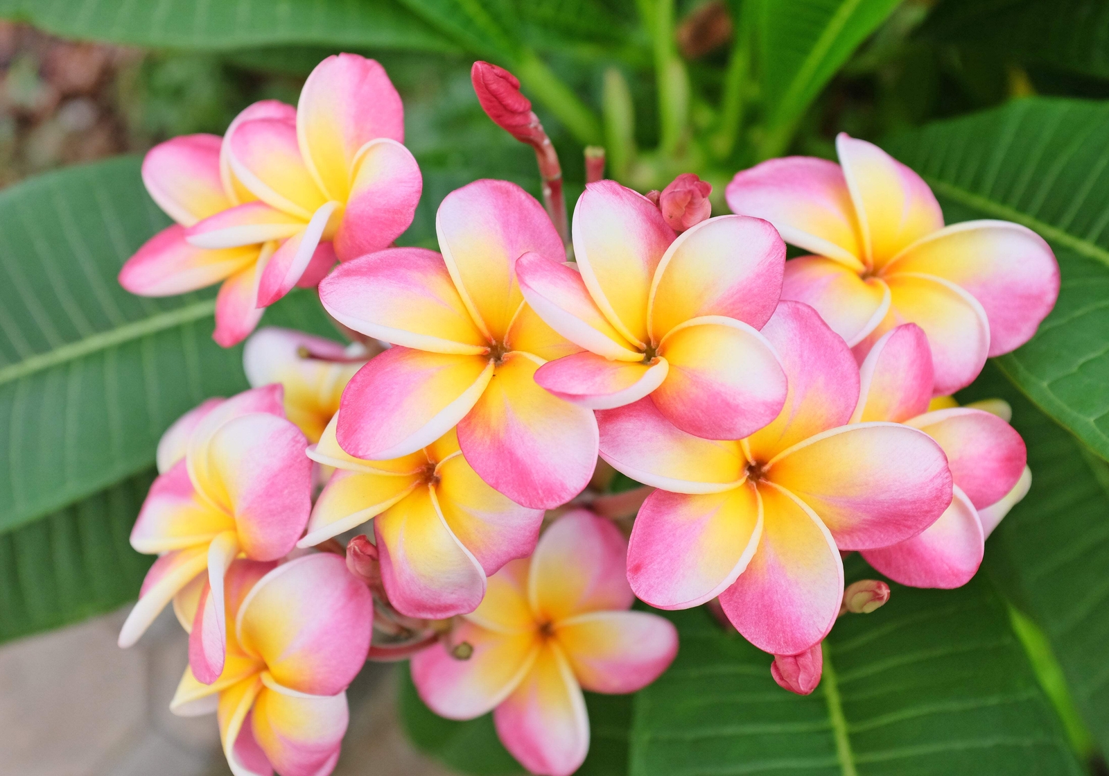 10 MIXED COLORS PLUMERIA Seeds – Lei Flower Frangipani Mix Pink Red Yellow White