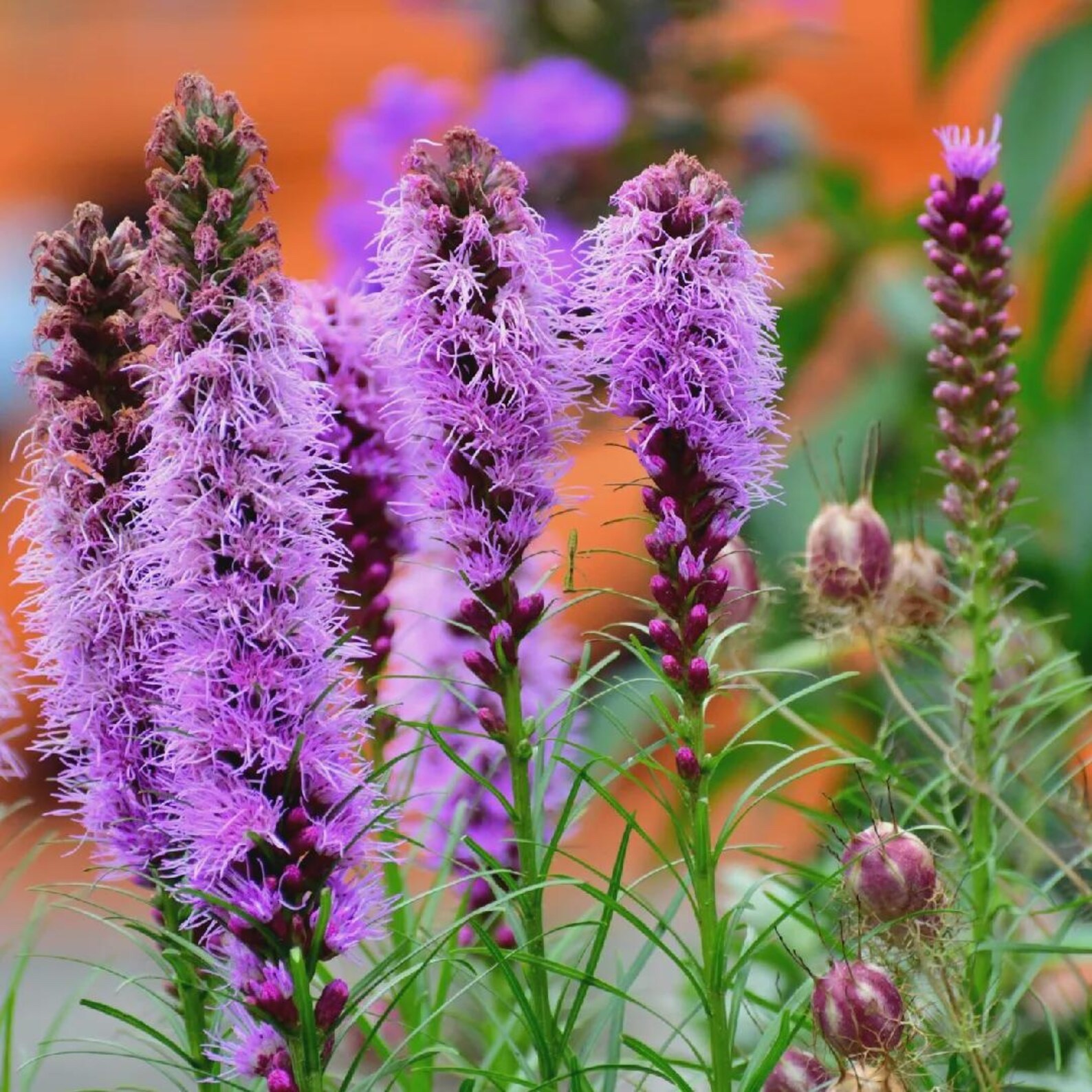 50 Blazing Star Seeds – Liatris Spicata / Liatris Pycnostachya- Heirloom Non-GMO