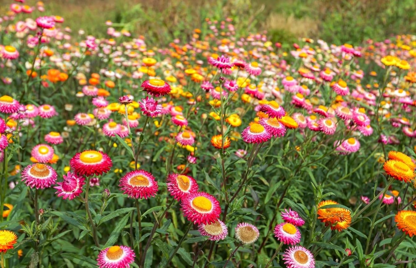 1000 pcs Strawflower Seeds for Planting Tall Mixed Heirloom & Open Pollinate…