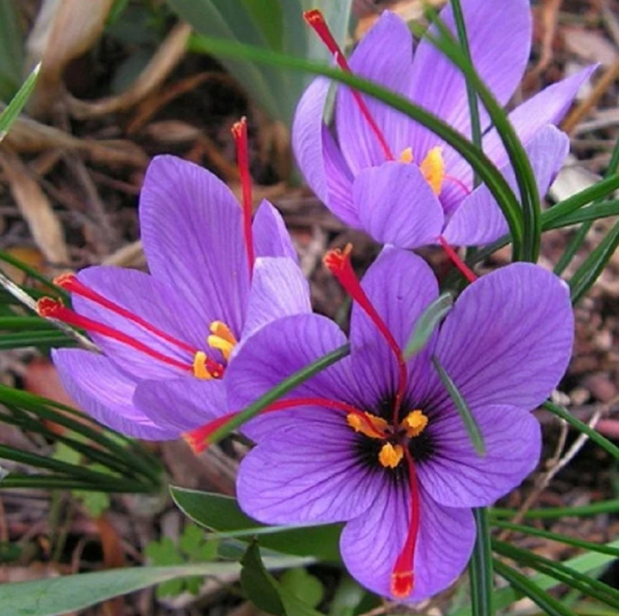 Saffron Crocus 15 Bulbs – Crocus Sativus – Easy Grow Flower Bulbs Kit
