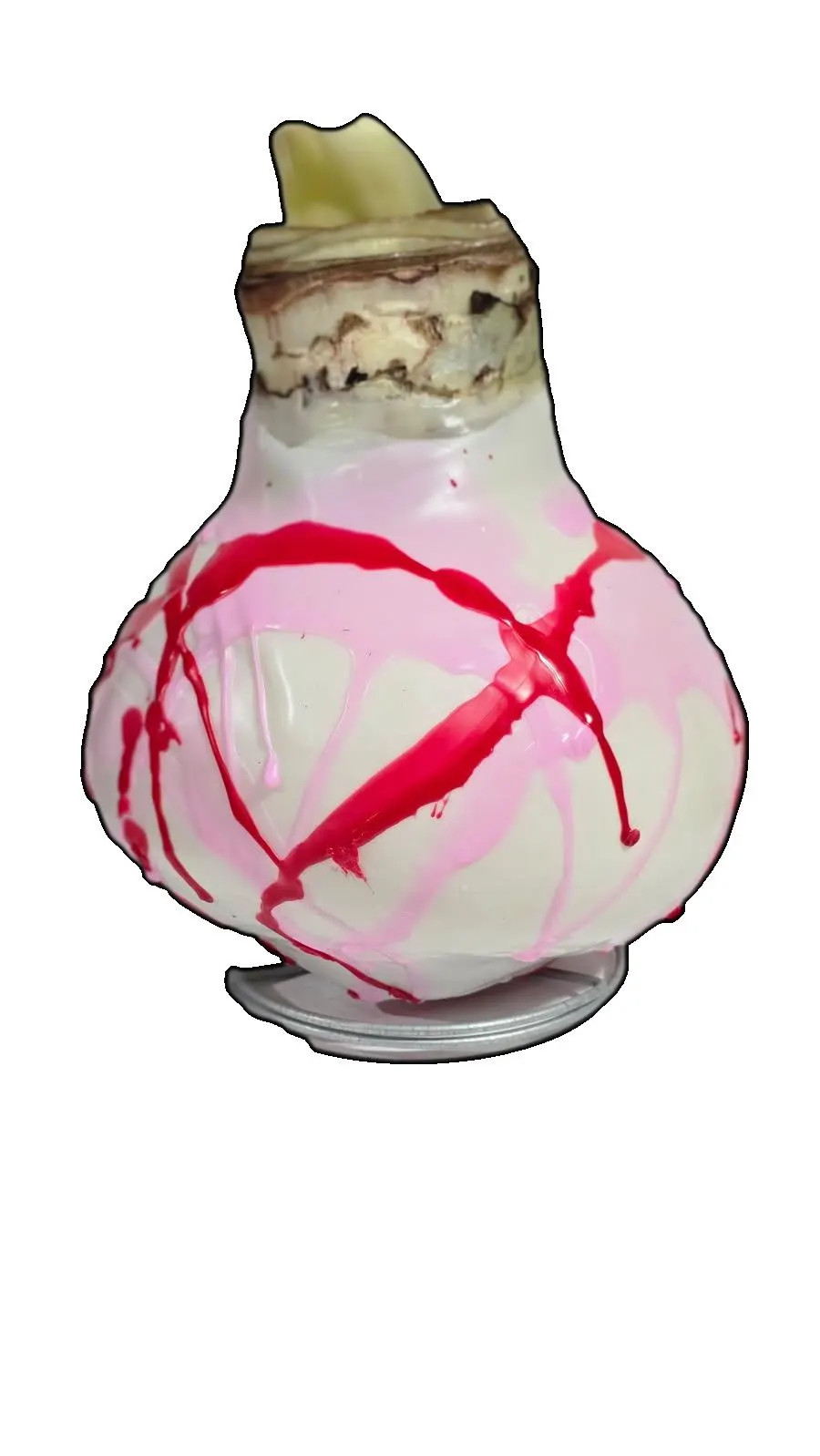 Picasso Waxed Amaryllis Bulb White Wax with pink and Red splatter size 32/34