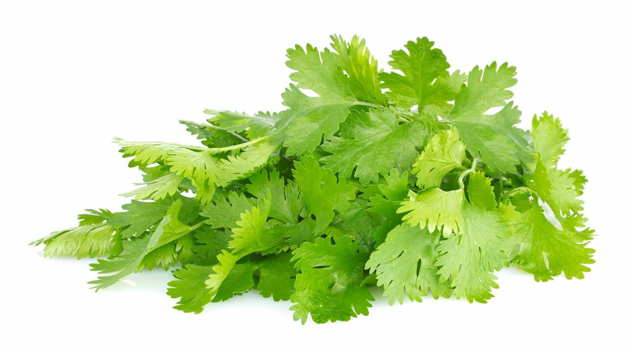 Cilantro Coriander Seeds 100+ Herb Mexican Spice NON-GMO US Seller FREE SHIPPING