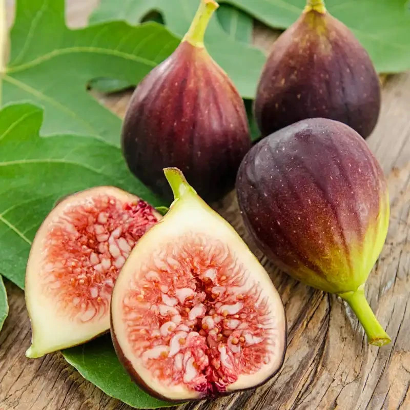 200+ Brown Turkey Fig Tree Seeds Ficus Carica Sweet Fruit Hardy Grow USA