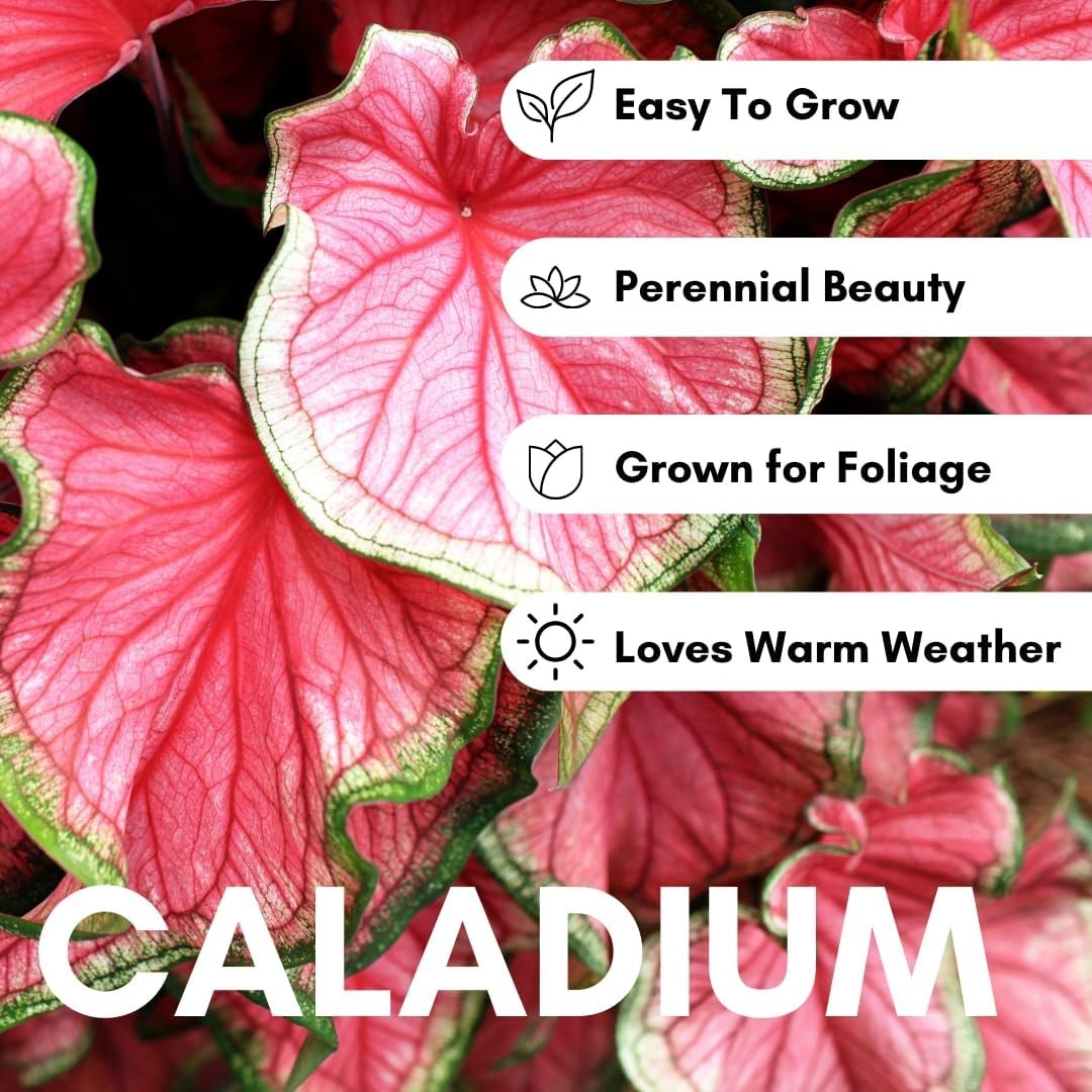 Vibrant Pink & Green Caladium Bulbs – Perfect for Shades, 6 Easy-Grow Bulbs