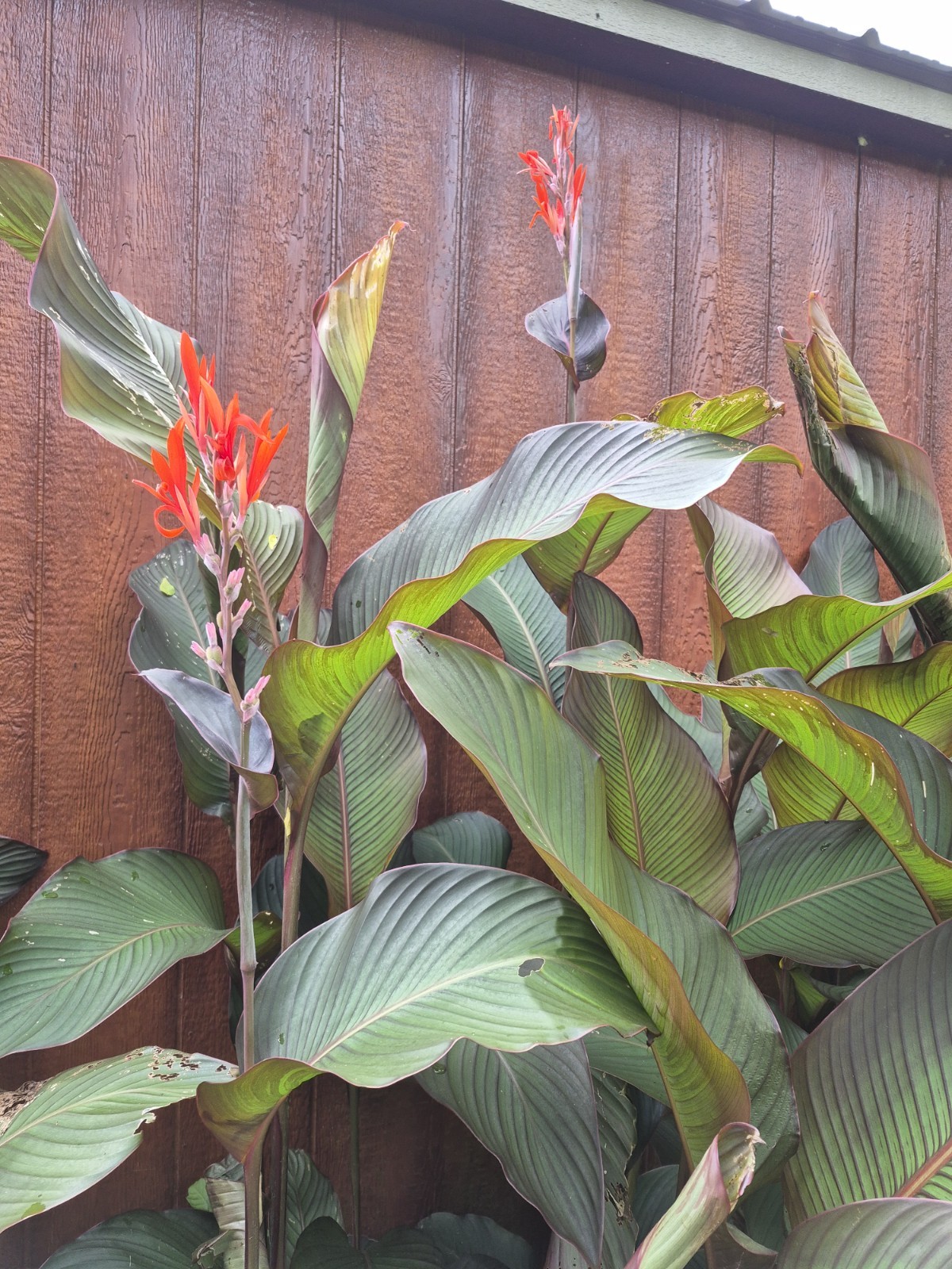 Canna Bulbs Red Jumbo Plants Tall Plants Lot Of(5)Dark green Leaf Lily 2inch