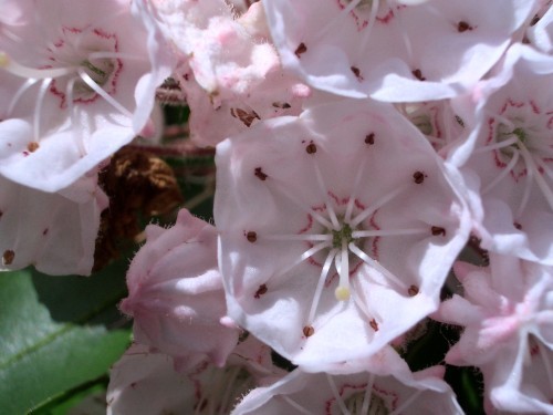 Mountain Laurel Shrub, Kalmia Latifolia, Seeds (Showy Evergreen)