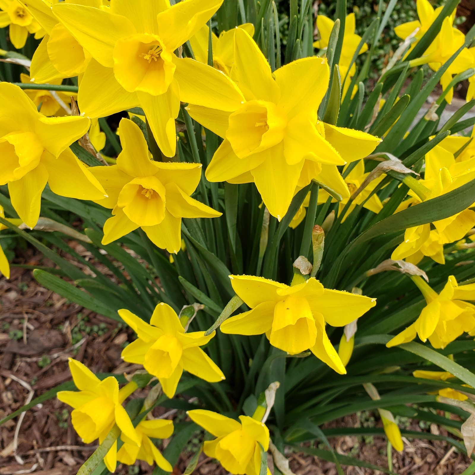10 Yellow DAFFODIL bulbs Lent Lily (Narcissus pseudonarcissus) Beautiful Flower