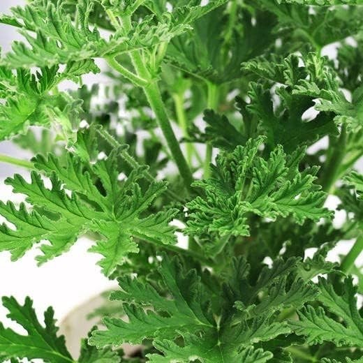 1500 Citronella Plant Seeds Citronella Plant Seeds Home Heirloom Garden Peren…