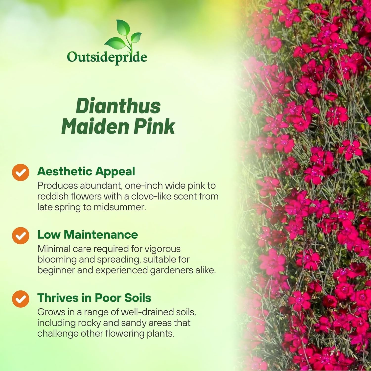 5000 Seeds Dianthus Deltoides Maiden Pinks Drought Resistant Flower Seed